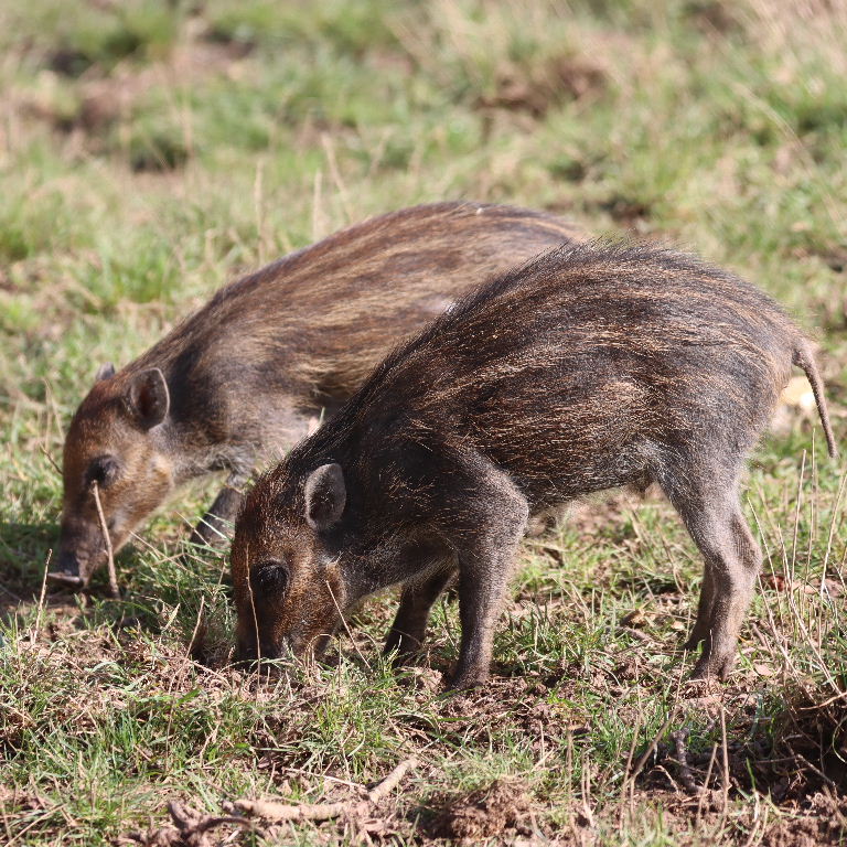 Visayan Warty Piglets