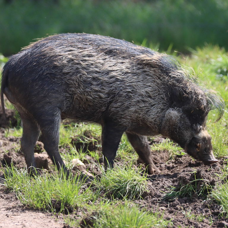 Visayan Warty Pig