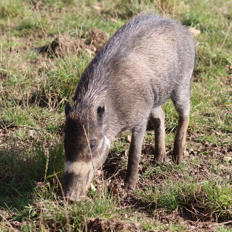 Visayan Warty Sow