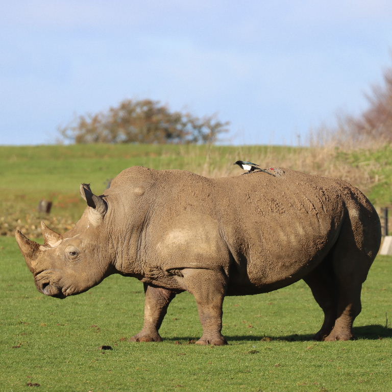Magpie eating White Rhinoceros