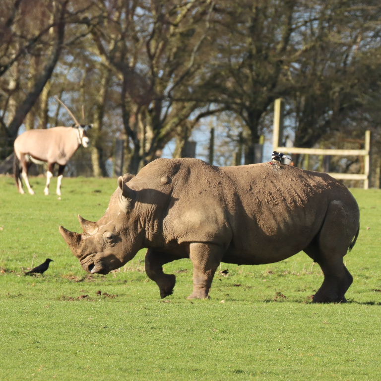 Magpie eating White Rhinoceros