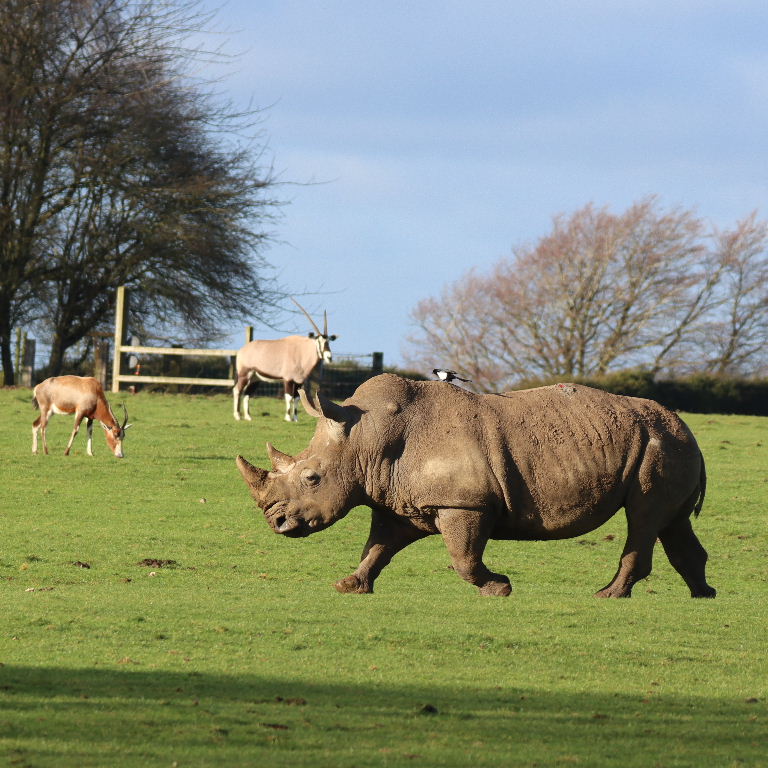Magpie on White Rhinoceros