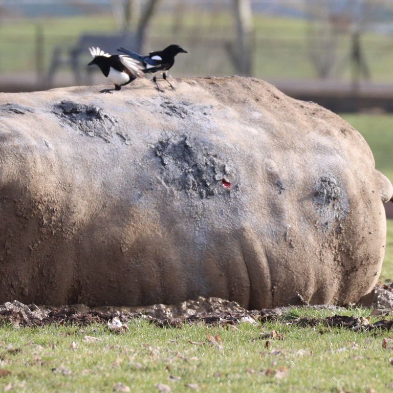 Magpie eating White Rhinoceros