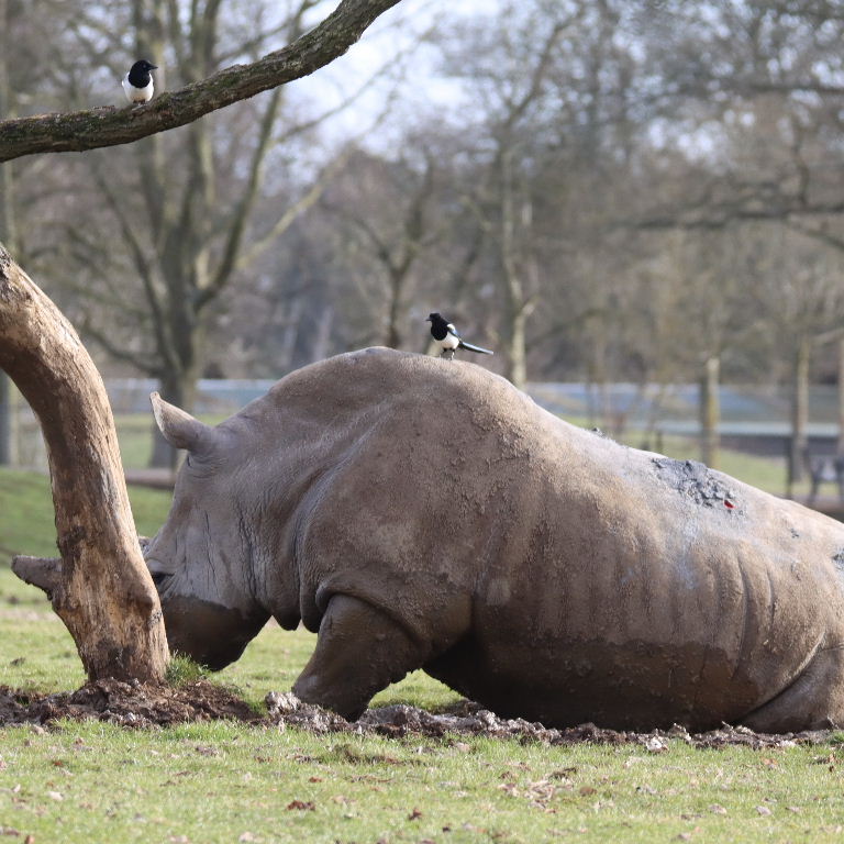 Magpie eating White Rhinoceros