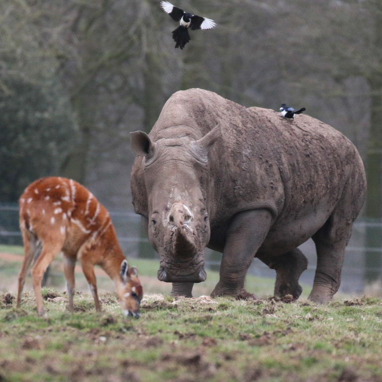 Magpies eating White Rhino