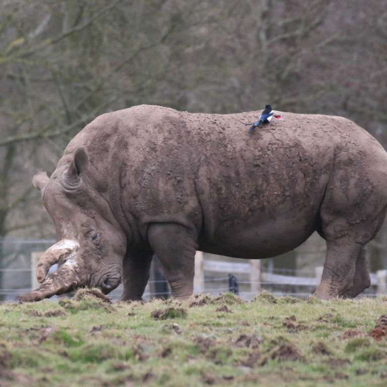 Magpie on White Rhinoceros