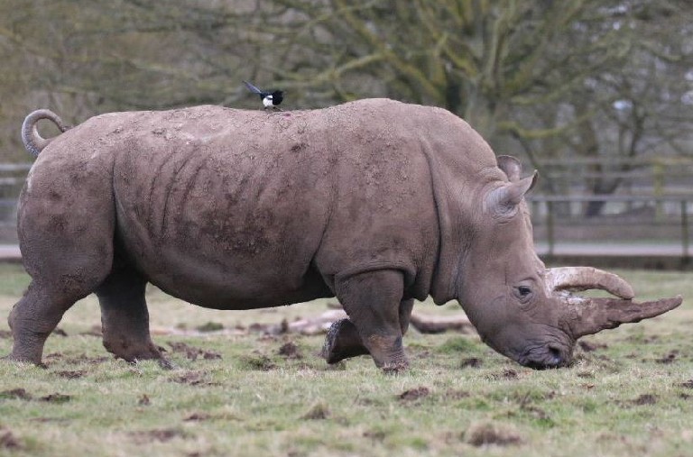 Magpie on White Rhinoceros