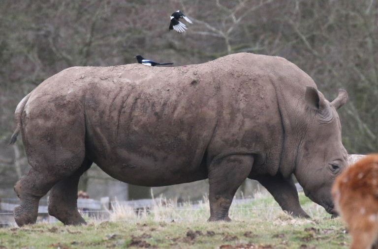Magpie on White Rhinoceros