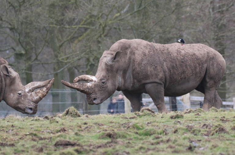 Magpie on White Rhinoceros