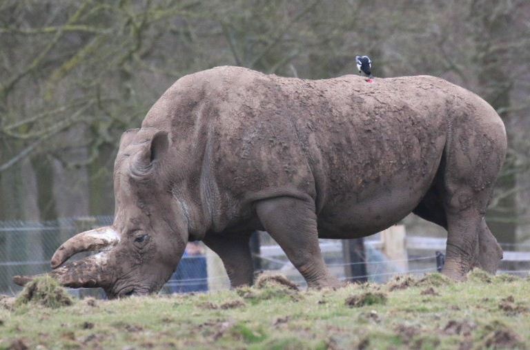 Magpie on White Rhinoceros