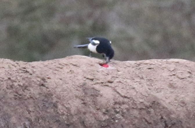 Magpie on White Rhinoceros