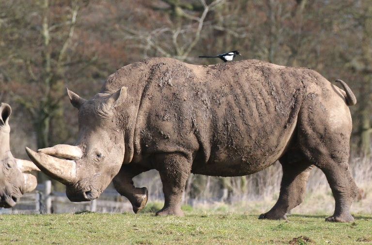 Magpie on White Rhinoceros