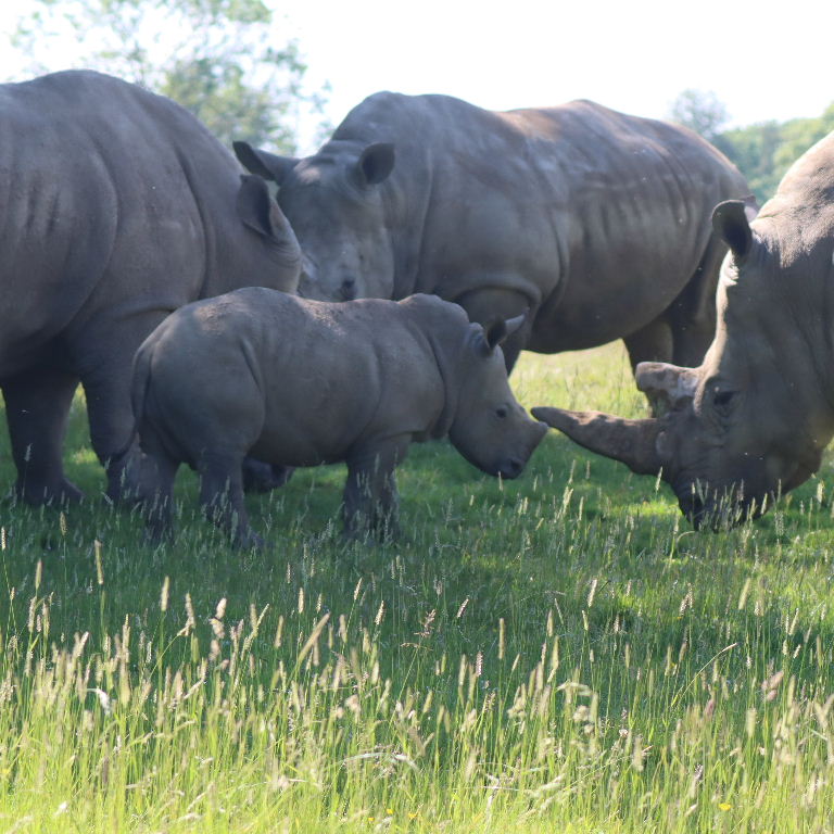 White Rhinos with calf