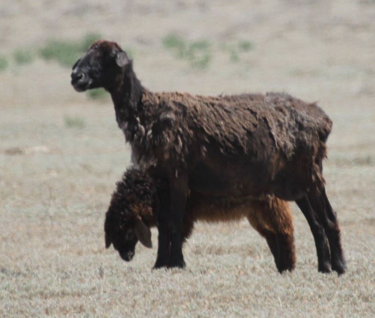 Edilbay Sheep