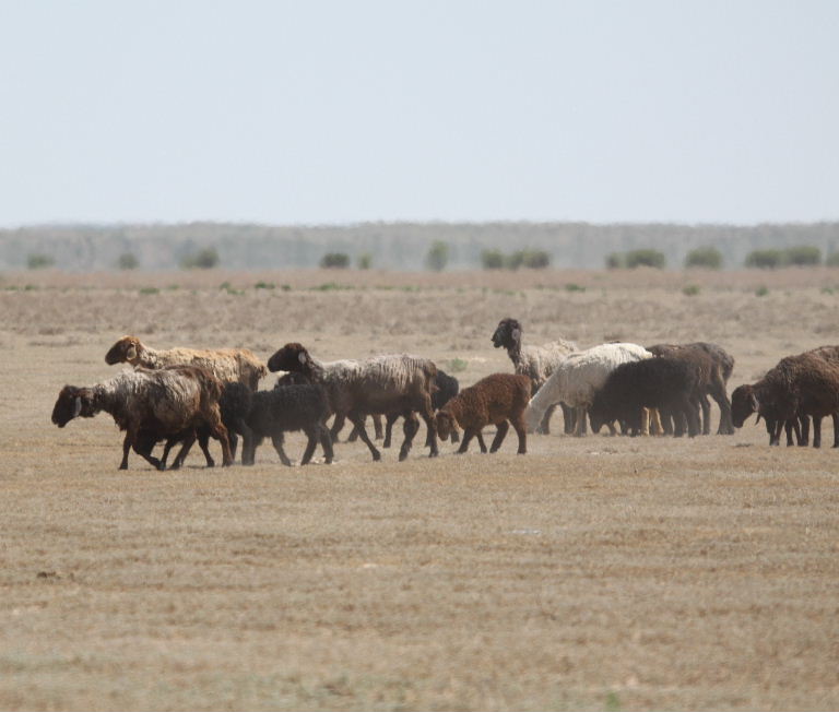 Edilbay Sheep