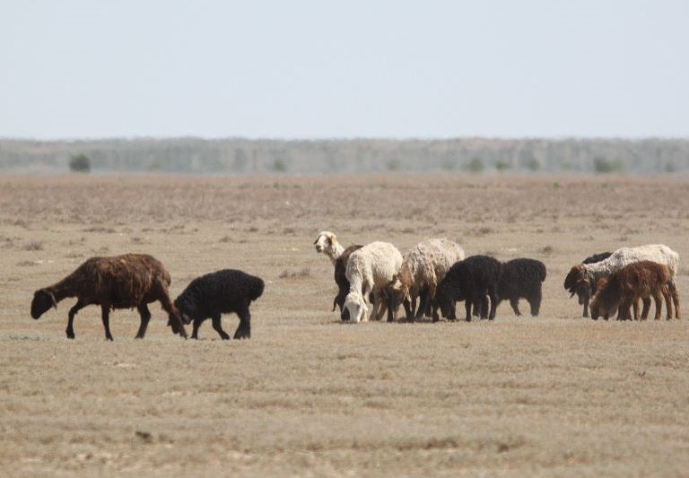 Edilbay Sheep