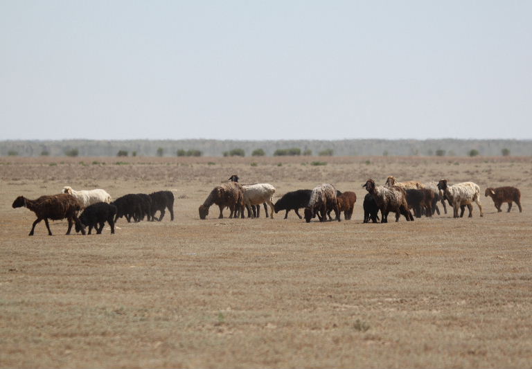 Edilbay Sheep