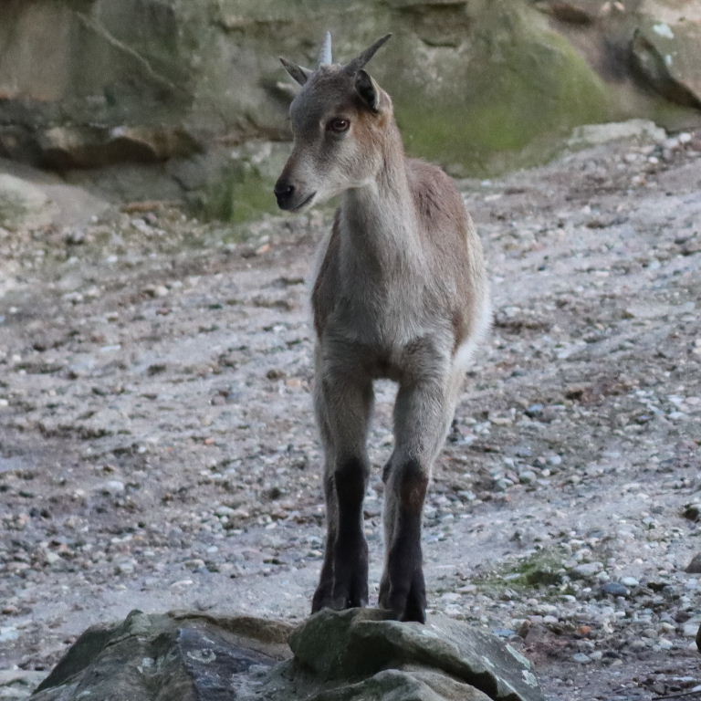 Himalayan Tahr kid