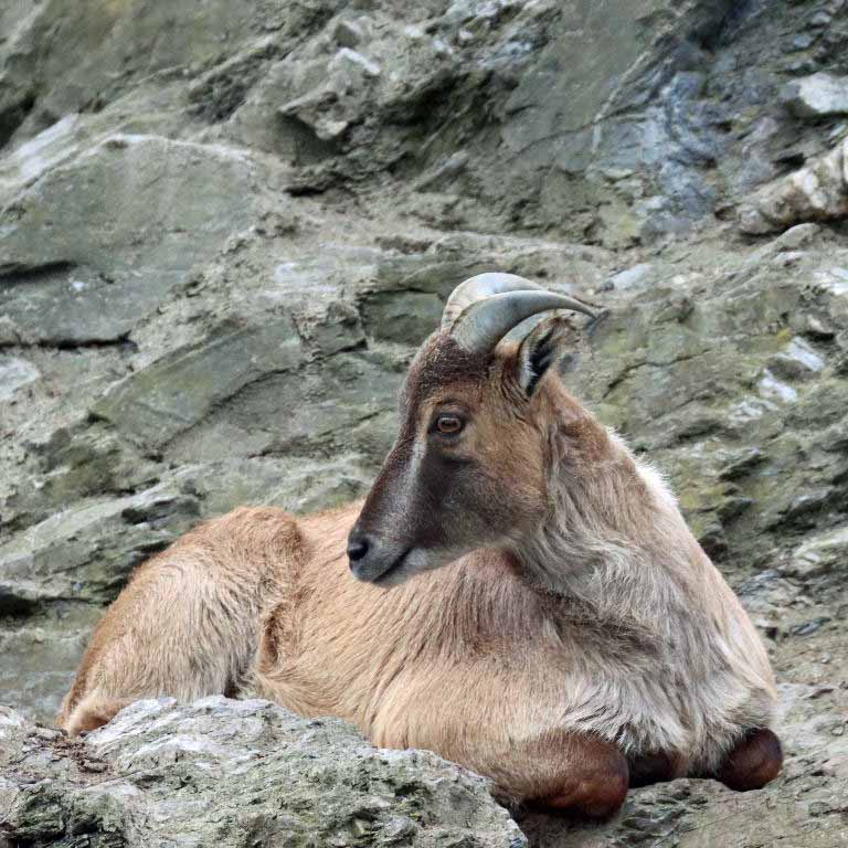 Himalayan Tahr