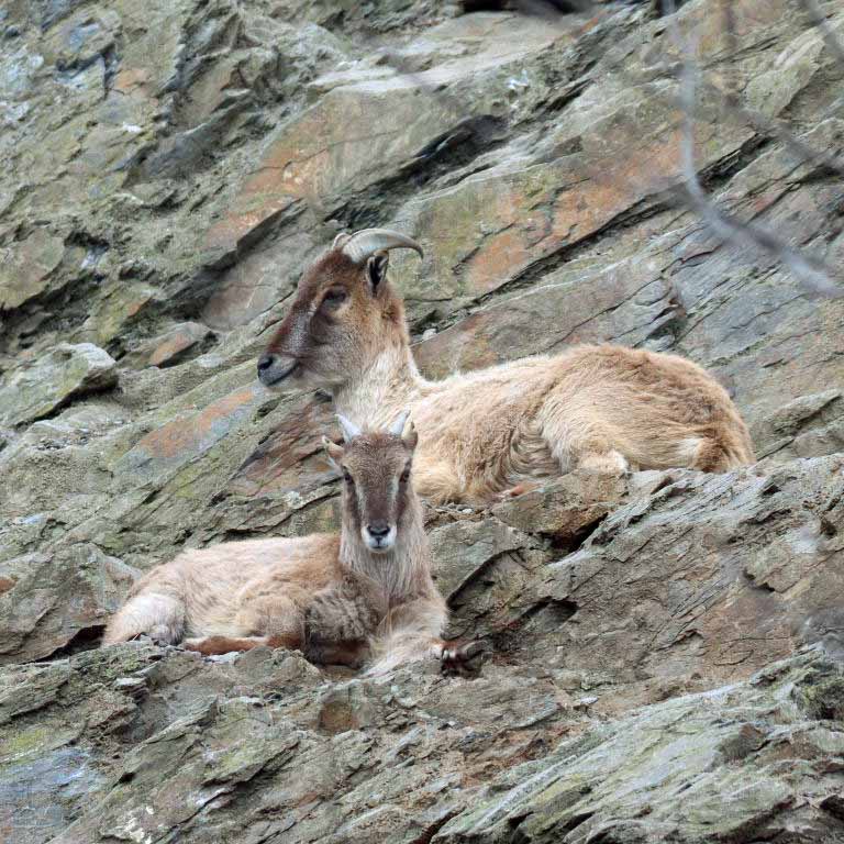 Himalayan Tahr