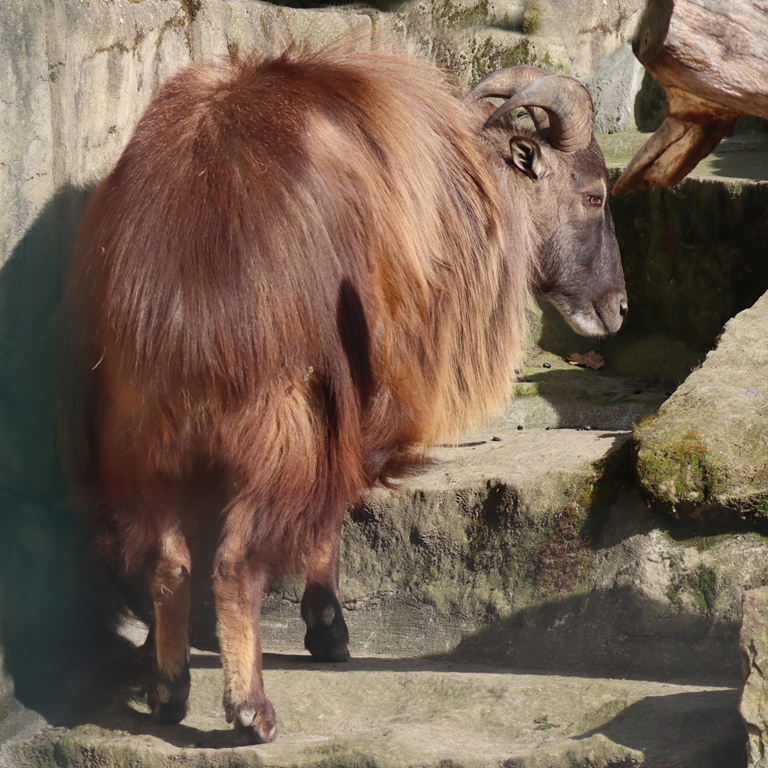 Himalayan Tahr male