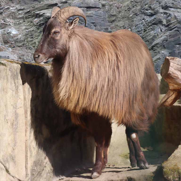 Himalayan Tahr winter coat male