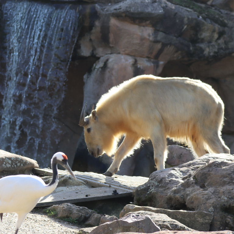 Shaanxi Takin with crane
