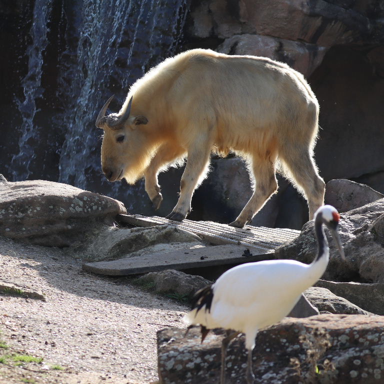 Golden Takin with crane