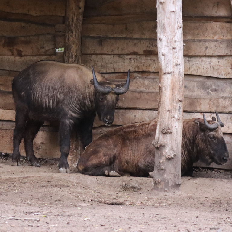 Mishmi Takin