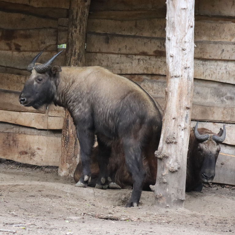 Mishmi Takin