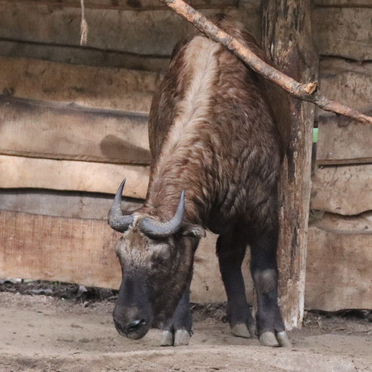 Mishmi Takin