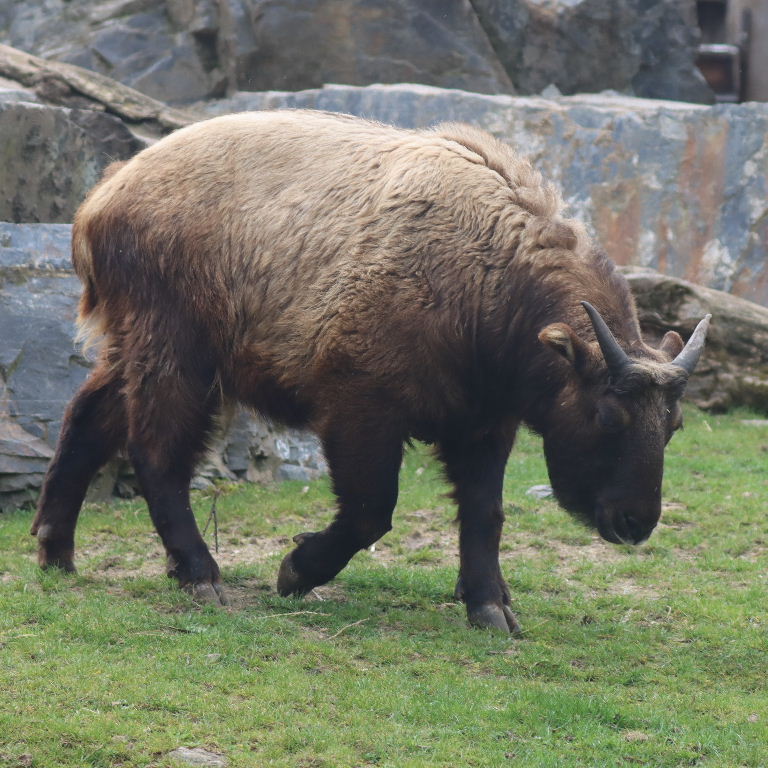 Mishmi Takin