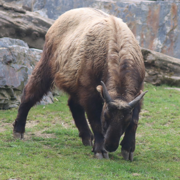 Mishmi Takin