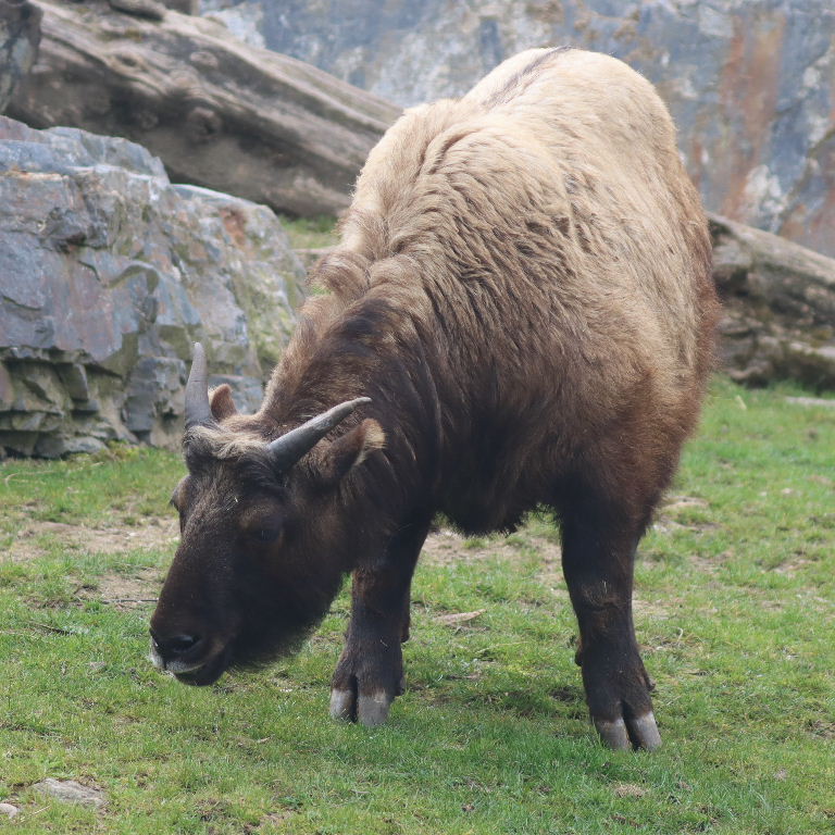 Mishmi Takin