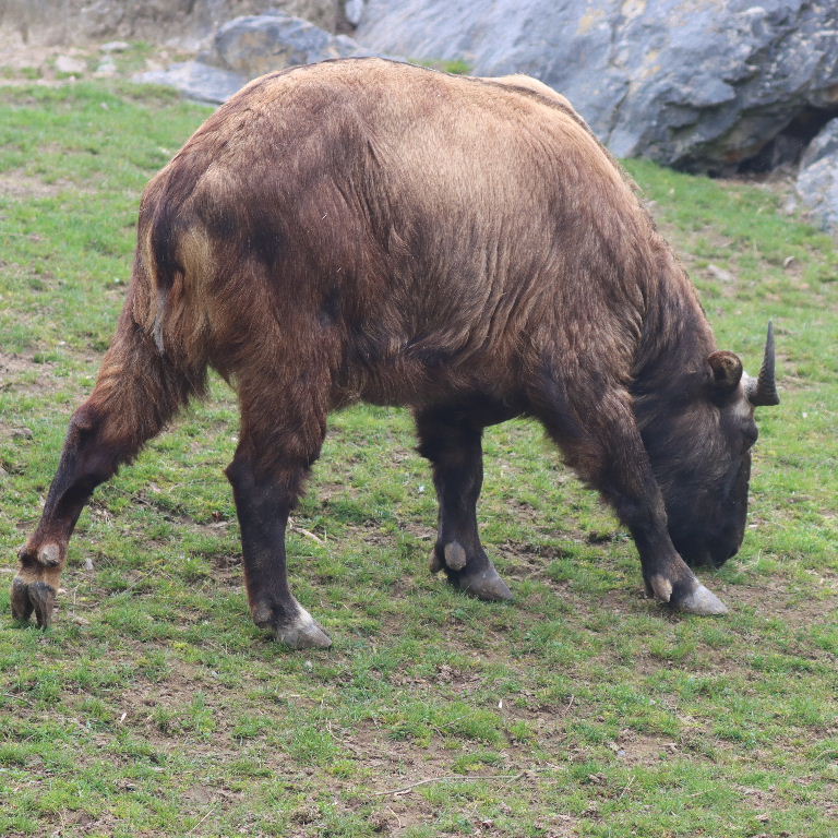 Mishmi Takin