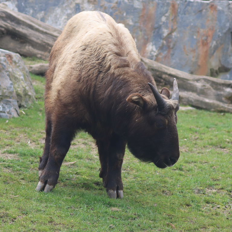 Mishmi Takin