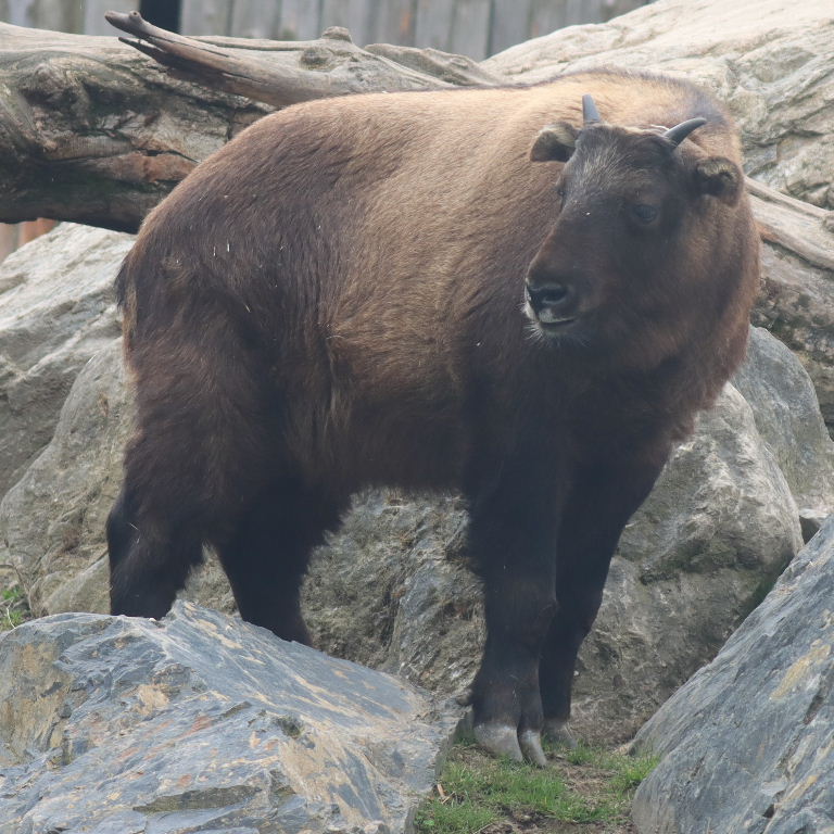 Mishmi Takin