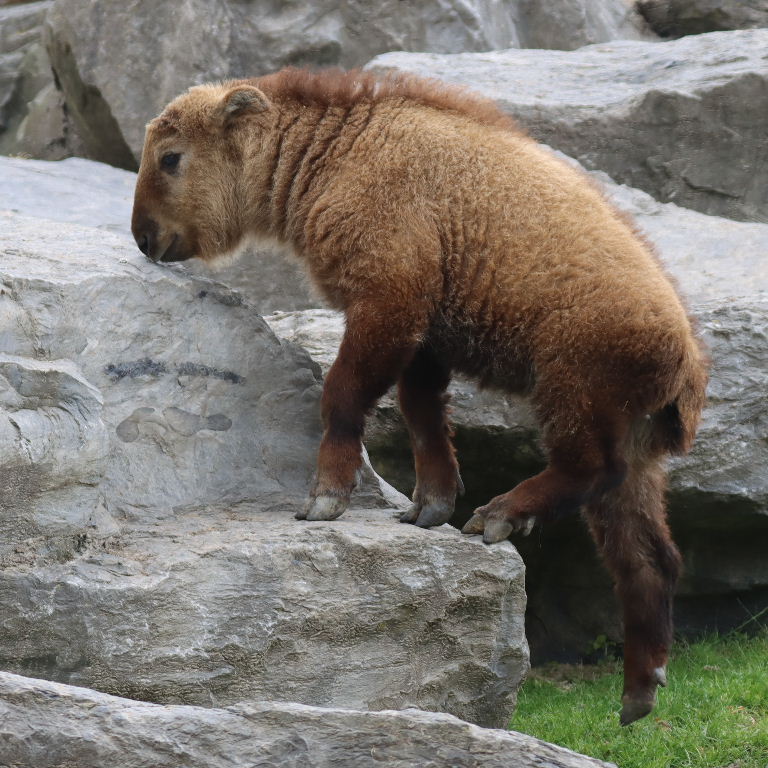 Golden Takin kid