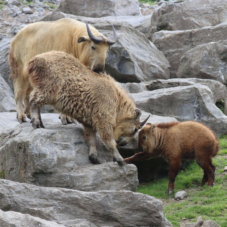 Takins head-butting