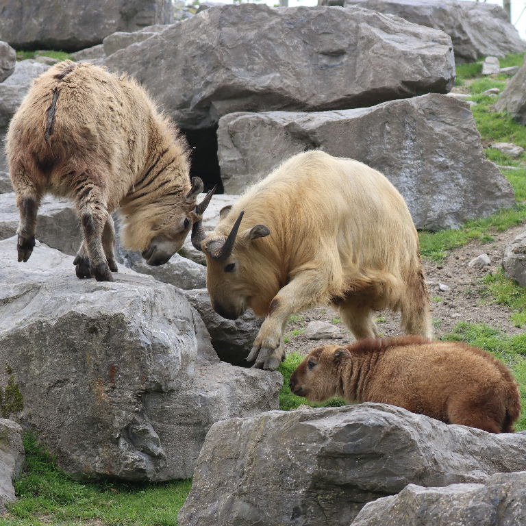 Takins head-butting