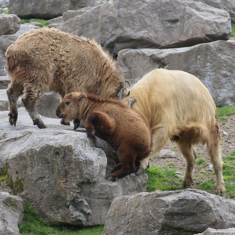 Takins head-butting