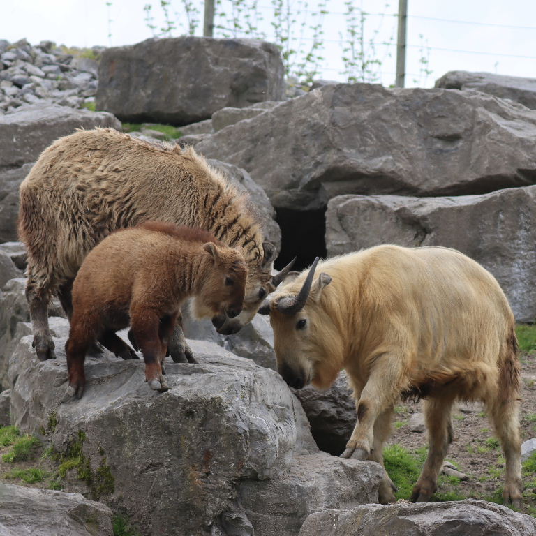 Takins head-butting