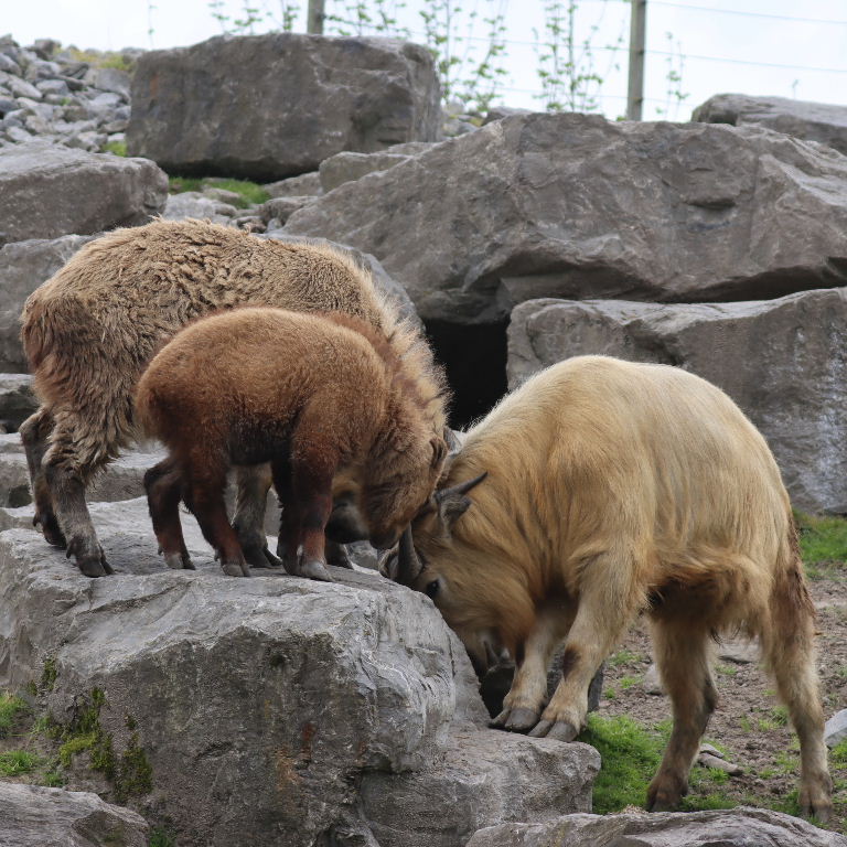 Takins head-butting