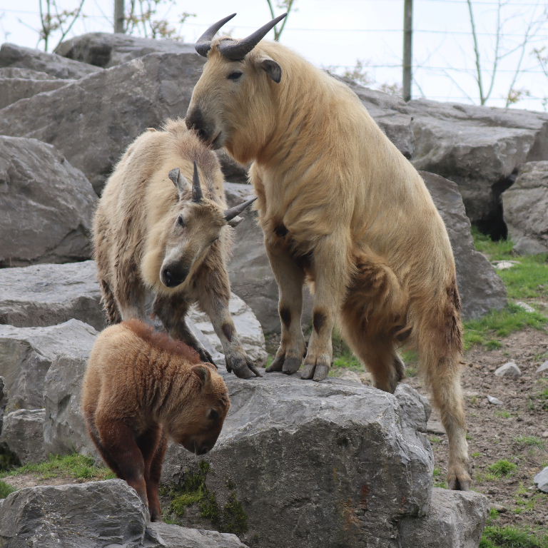 Takins head-butting