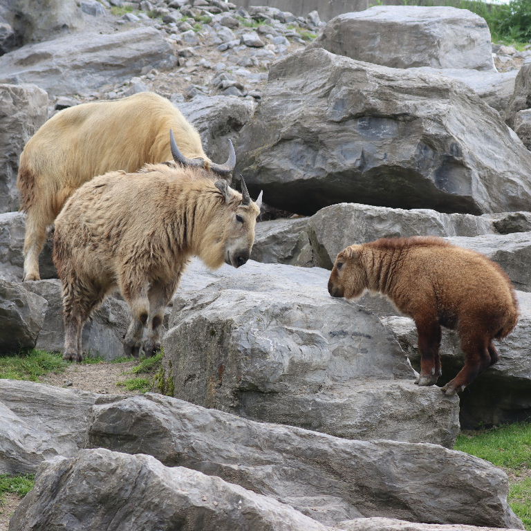 Takins head-butting
