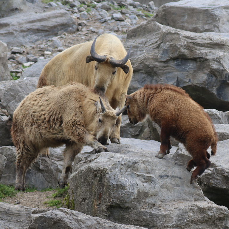 Takins head-butting