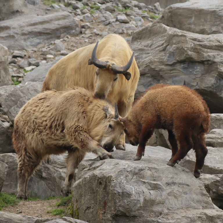 Takins head-butting