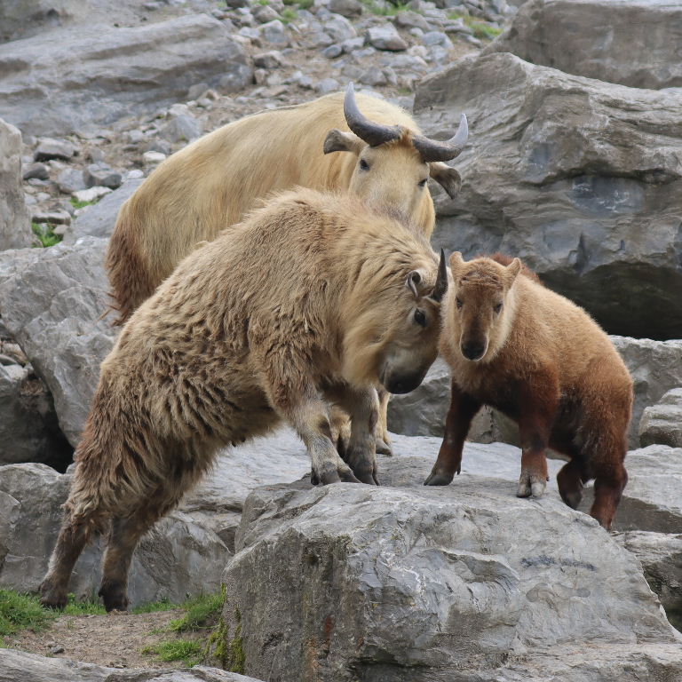 Takins head-butting