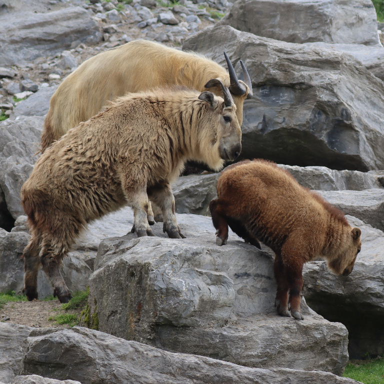 Takins head-butting