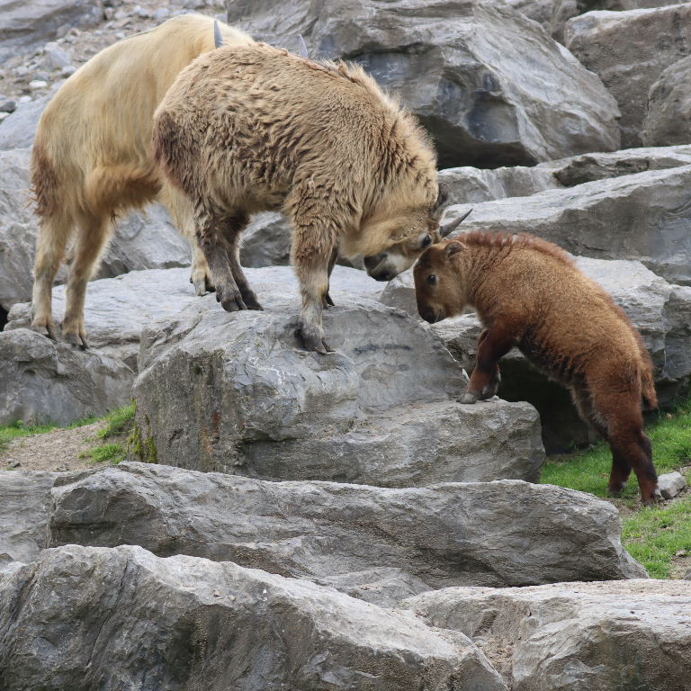 Takins head-butting